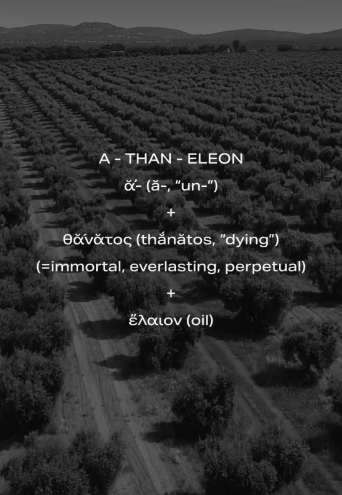 Ελαιώνας ATHANÉLEON — δημοσίευση Instagram 3